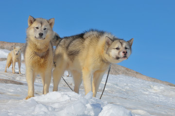 Greenland sled dogs relaxing