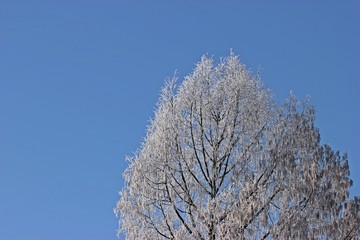 Bäume mit Raureif vor blauem Himmel