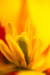 Obraz premium Closeup of the blooming yellow tulip flower