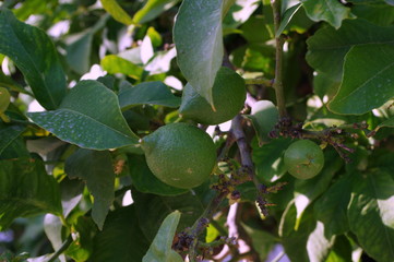 rosnąca na drzewie limonka