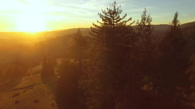 Aerial shot slowly rising at sunset to reveal expansive hills and redwood forest in California. Dazzling sunlight during golden hour, lens flare visible.