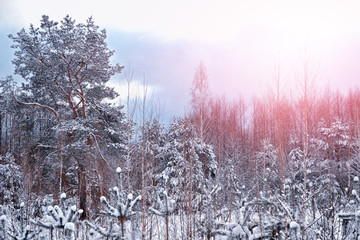 forest in the frost. Winter landscape. Snow covered trees.
