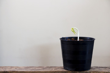 Sapling in a pot