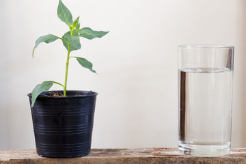 Drink in a glass and a tree in a pot.