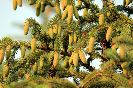 Fototapeta Fir tree branches with cones close up