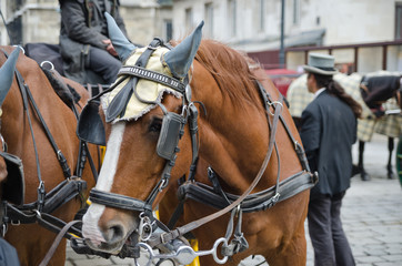 Obraz premium Cavalli da carrozza in Austria