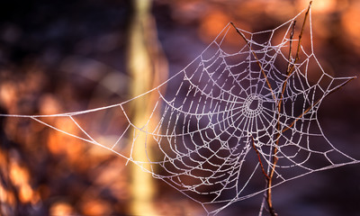 frozen spider net I