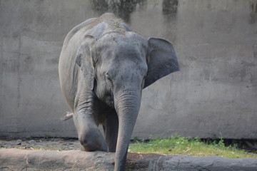 calf elephant in zoo