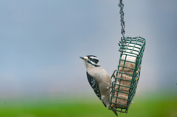 Female Downy Woodpecker