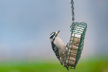 downy Woodpecker