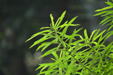 green leaves of fern