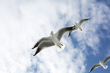 Obraz premium Seagull