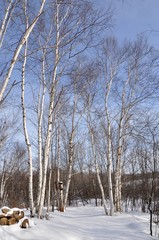 Snowy grounds and trees 