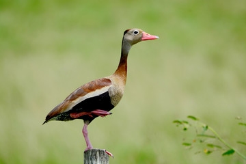Black-bellied whistling duck