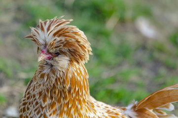 Laced polish Chicken Head 