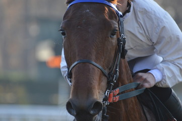 Obraz premium cheval de courses