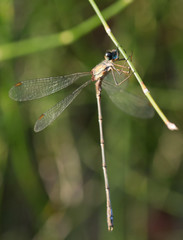 libellule  © Marylène