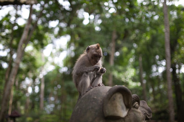 young monkey with funny haircut sitts on a temple statue focused on something in his hands in landscape format