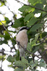 Lanius collurio. Common Shrike in nature.