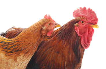 Hen and cock.
