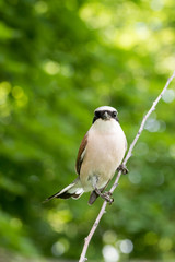 Fototapeta premium Lanius collurio. Common Shrike in nature.