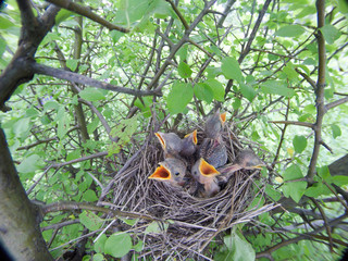 Lanius collurio. The nest of the Common Shrike in nature.
