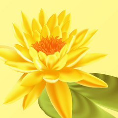 Fototapeta premium Lotus flower. Vector floral background.