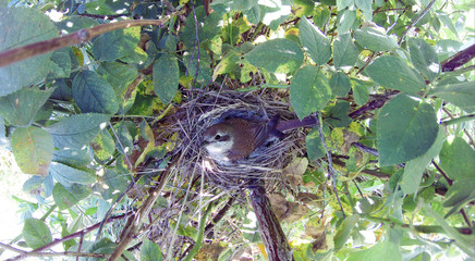 Lanius collurio. The nest of the Common Shrike in nature.