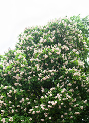 Blooming horse-chestnut tree