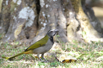 Buff-throated saltator (Saltator maximus)