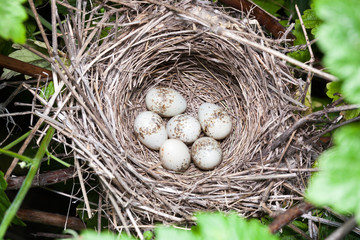 Lanius collurio. The nest of the Common Shrike in nature.