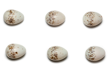 Lanius collurio. The eggs of the Common Shrike in front of white