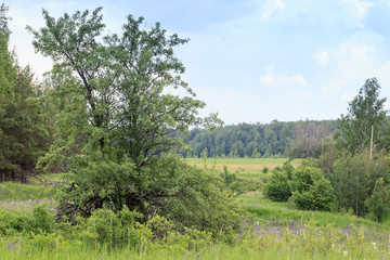 Breeding (nesting) Habitat of the Common Shrike (Lanius collurio