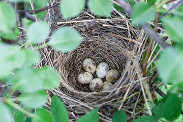 Fototapeta na wymiar Lanius collurio. The nest of the Common Shrike in nature.