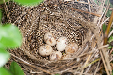 Lanius collurio. The nest of the Common Shrike in nature.