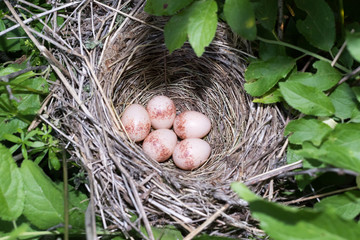 Lanius collurio. The nest of the Common Shrike in nature.