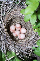 Lanius collurio. The nest of the Common Shrike in nature.