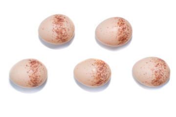 Fototapeta premium Lanius collurio. The eggs of the Common Shrike in front of white