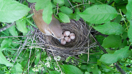 Lanius collurio. The nest of the Common Shrike in nature.