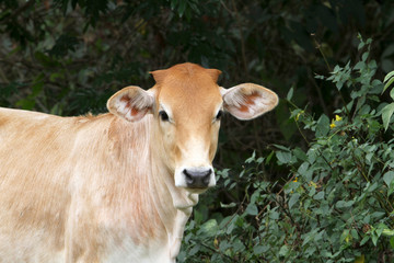 Young Heifer