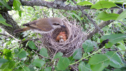 Lanius collurio. The nest of the Common Shrike in nature.