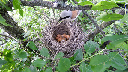 Lanius collurio. The nest of the Common Shrike in nature.