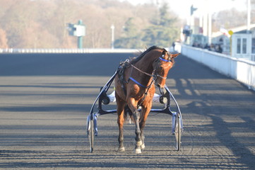 cheval de courses