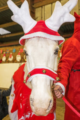 fête de noël au centre équestre