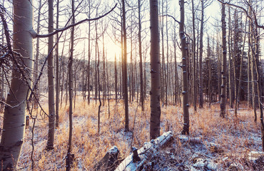 Winter forest