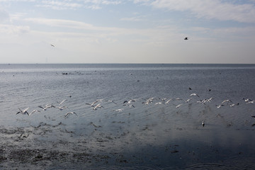Flying Seagulls