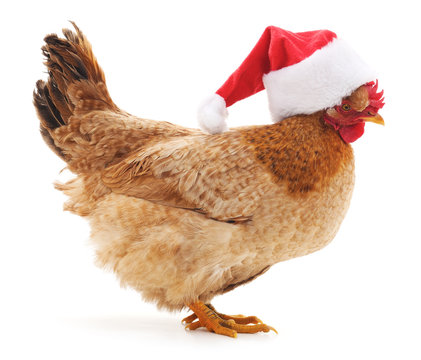 Chicken in Christmas hat.