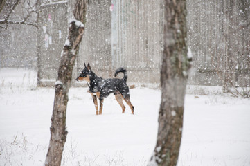 black dog in winter snow
