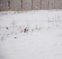 white winter snow background