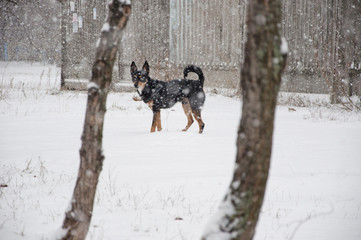 Fototapeta na wymiar black dog in winter snow